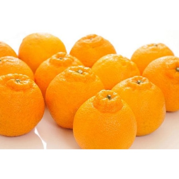 不知火 (柑橘)